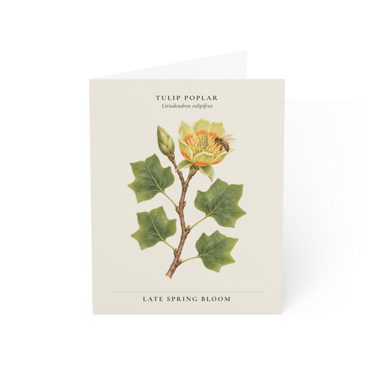 Tulip Poplar Note Card