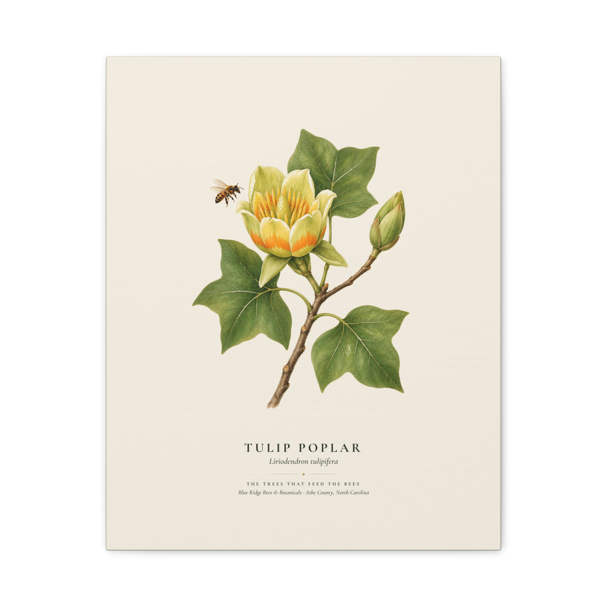 Tulip Poplar Canvas Print