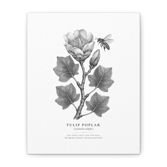 Tulip Poplar Canvas Print (Black & White)