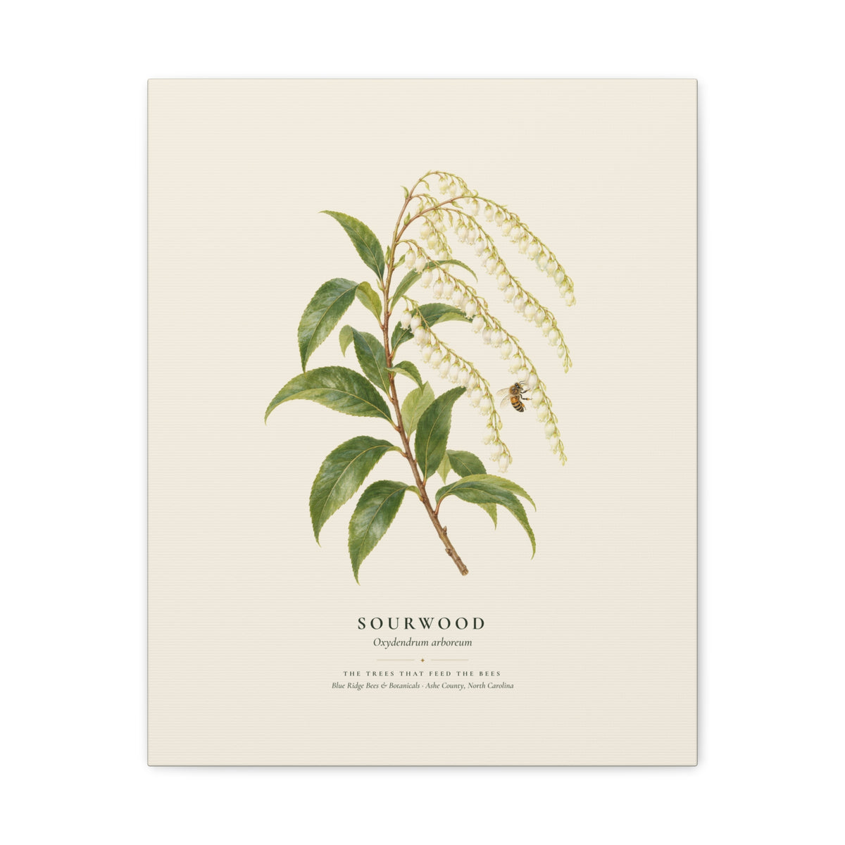 Sourwood Canvas Print