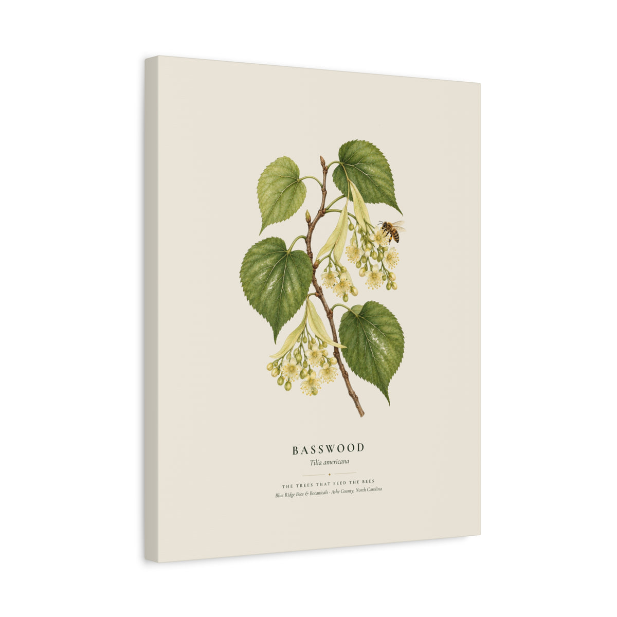 Basswood Canvas Print