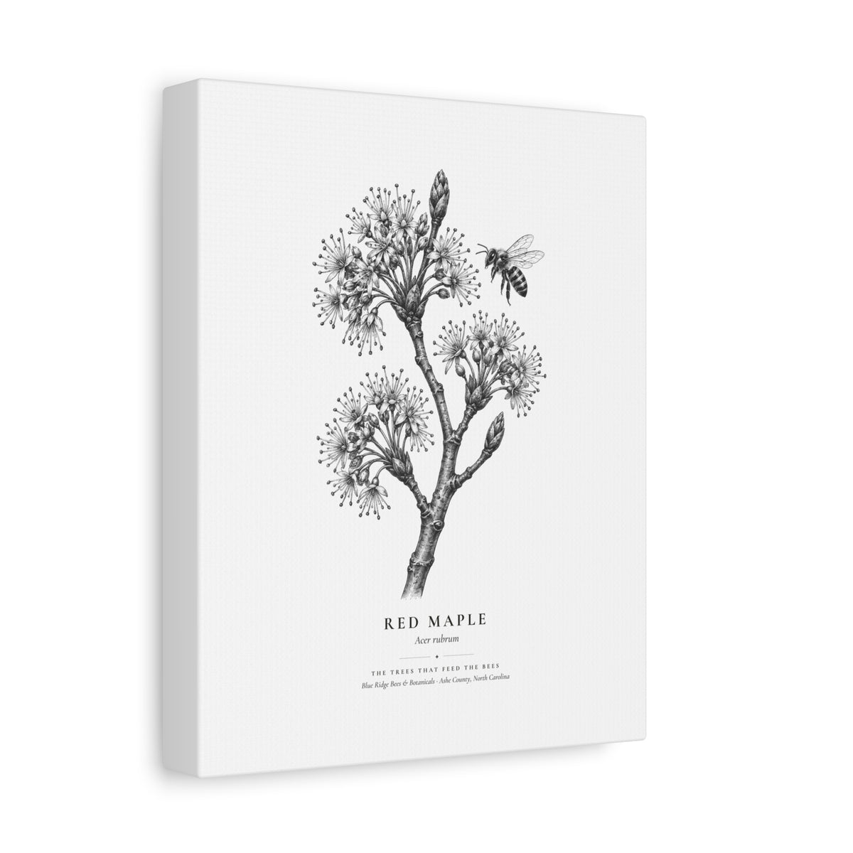 Red Maple Canvas Print (Black & White)