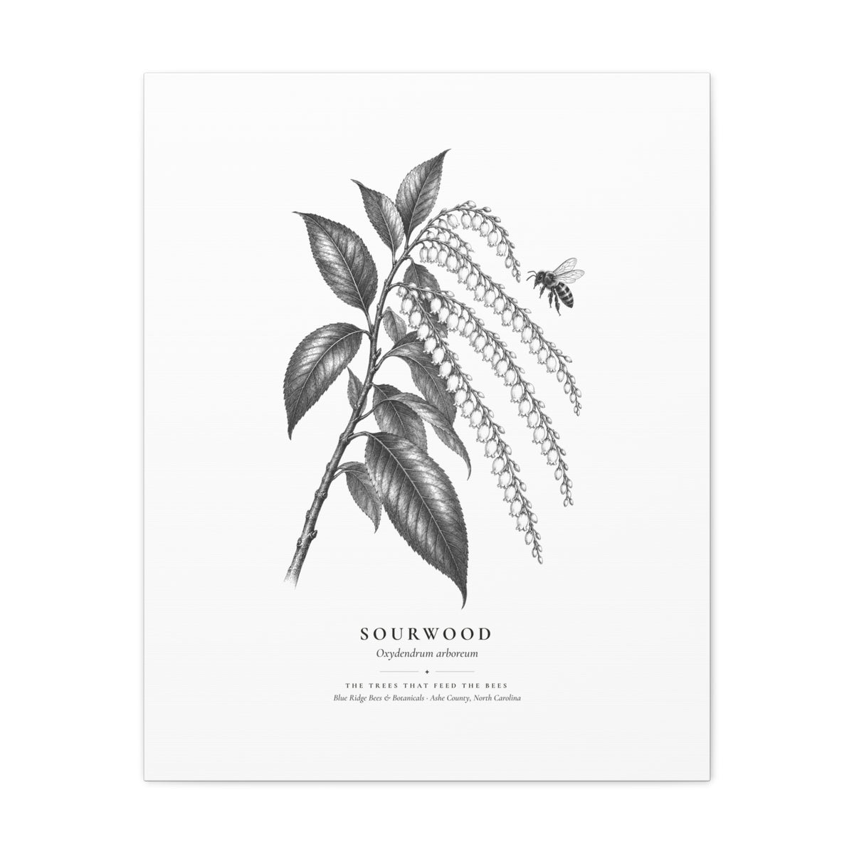 Sourwood Canvas Print (Black & White)