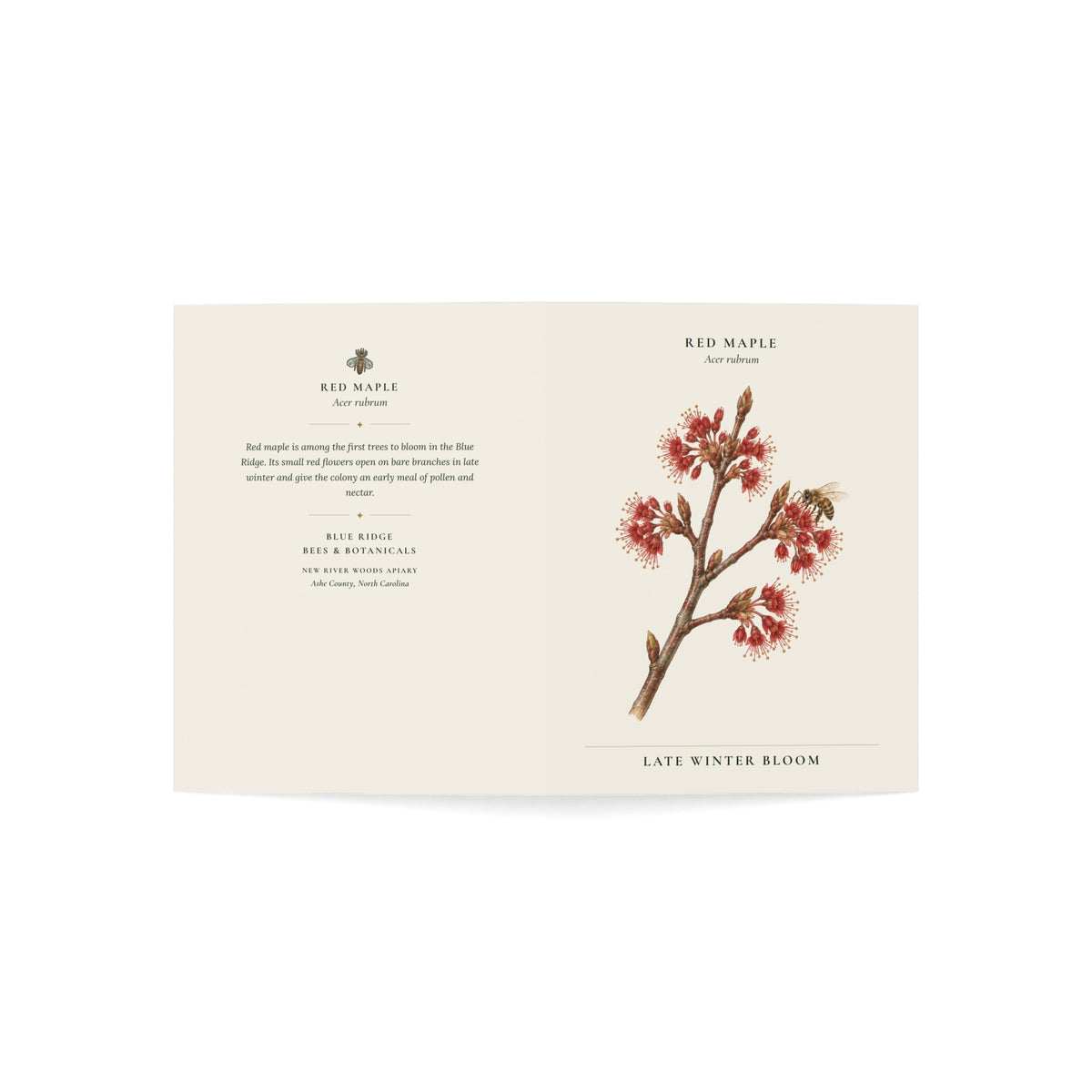 Red Maple Note Card