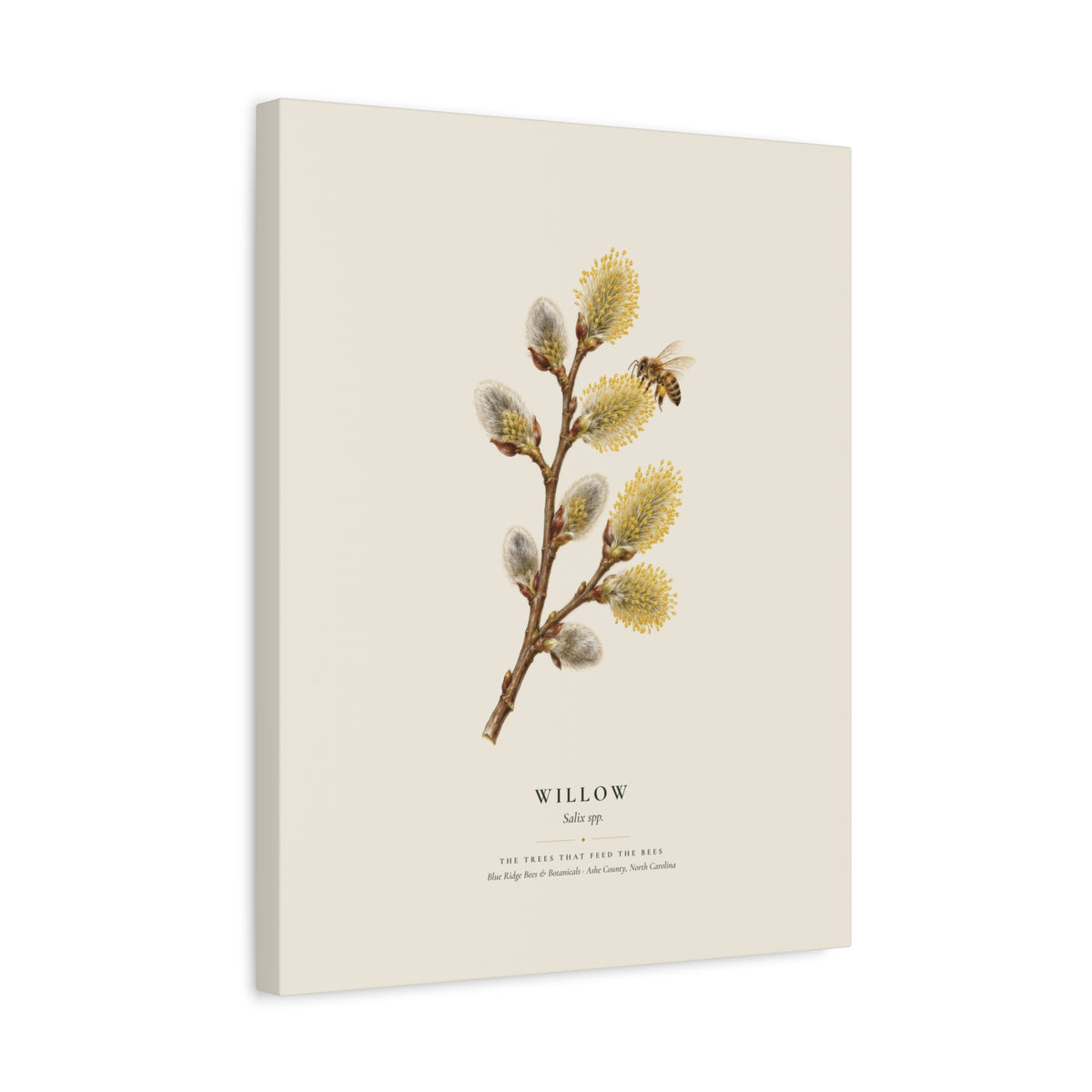 Willow Canvas Print