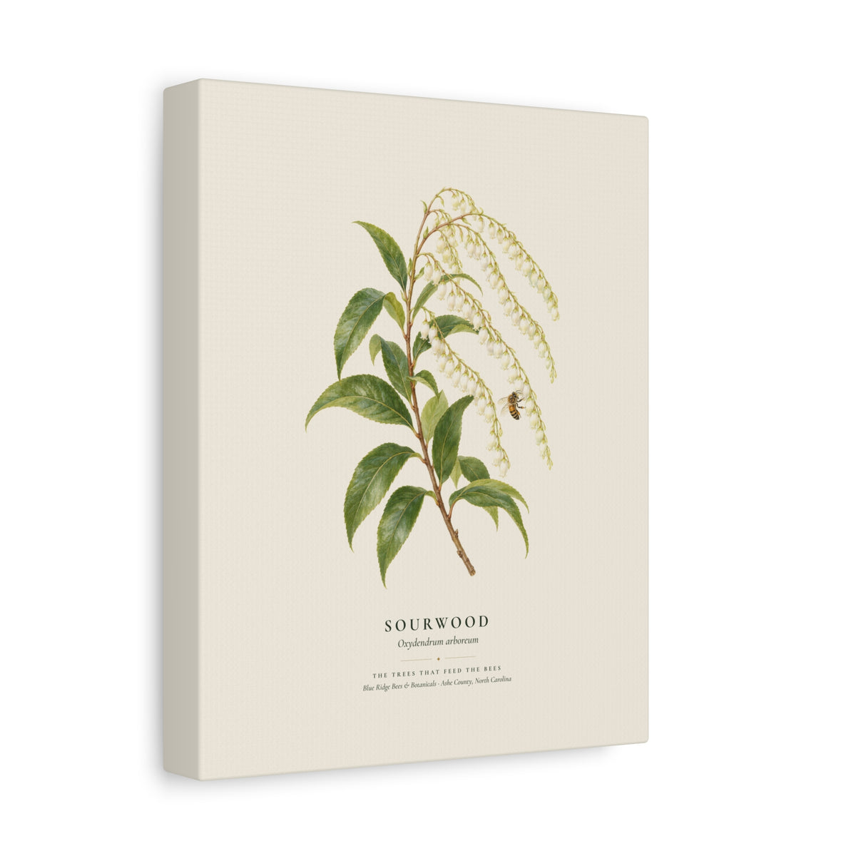 Sourwood Canvas Print