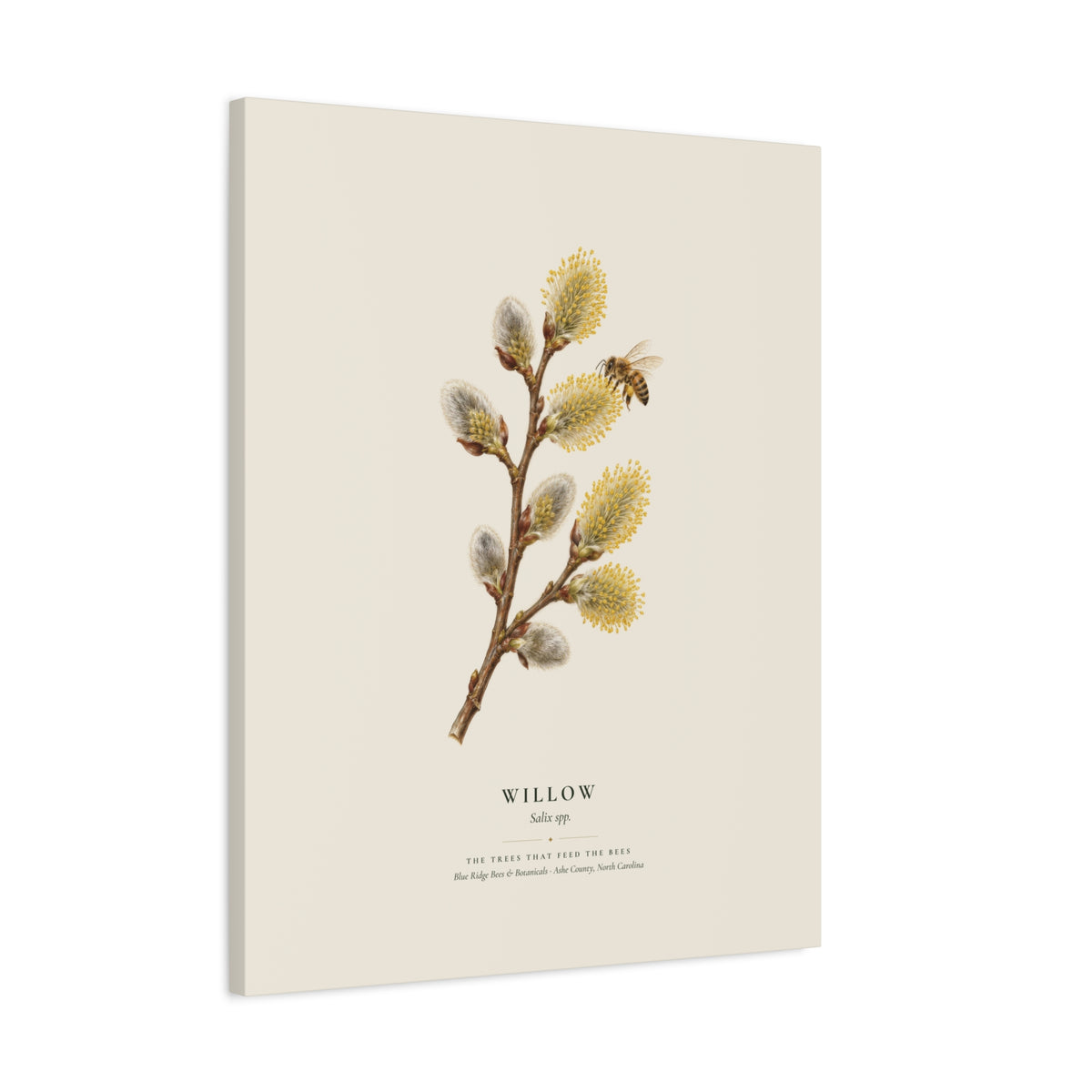 Willow Canvas Print