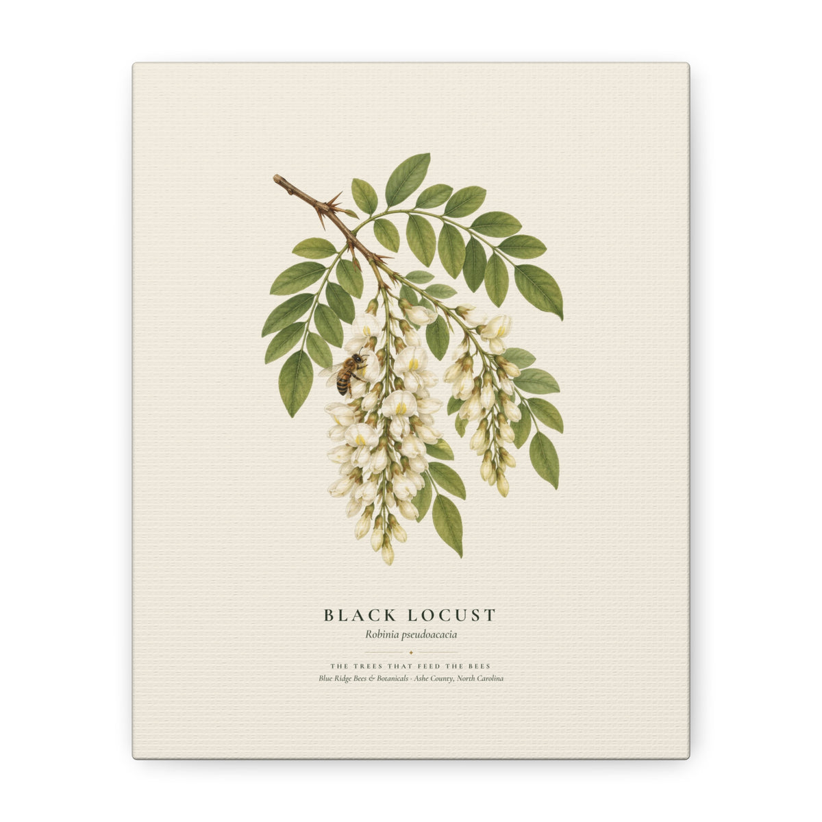 Black Locust Canvas Print