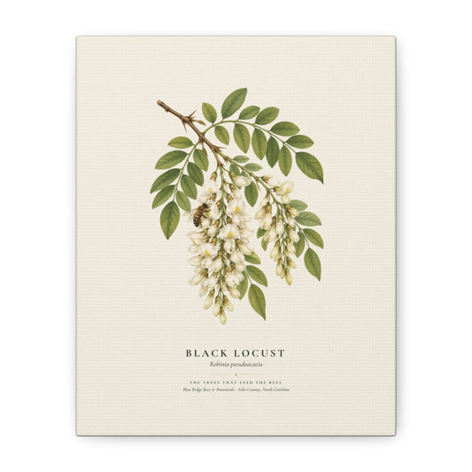 Black Locust Canvas Print