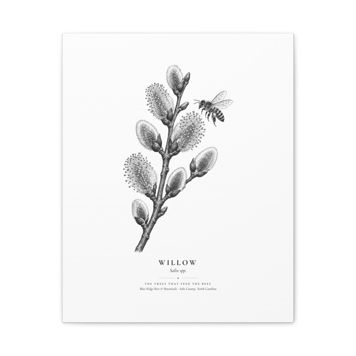 Willow Canvas Print (Black & White)