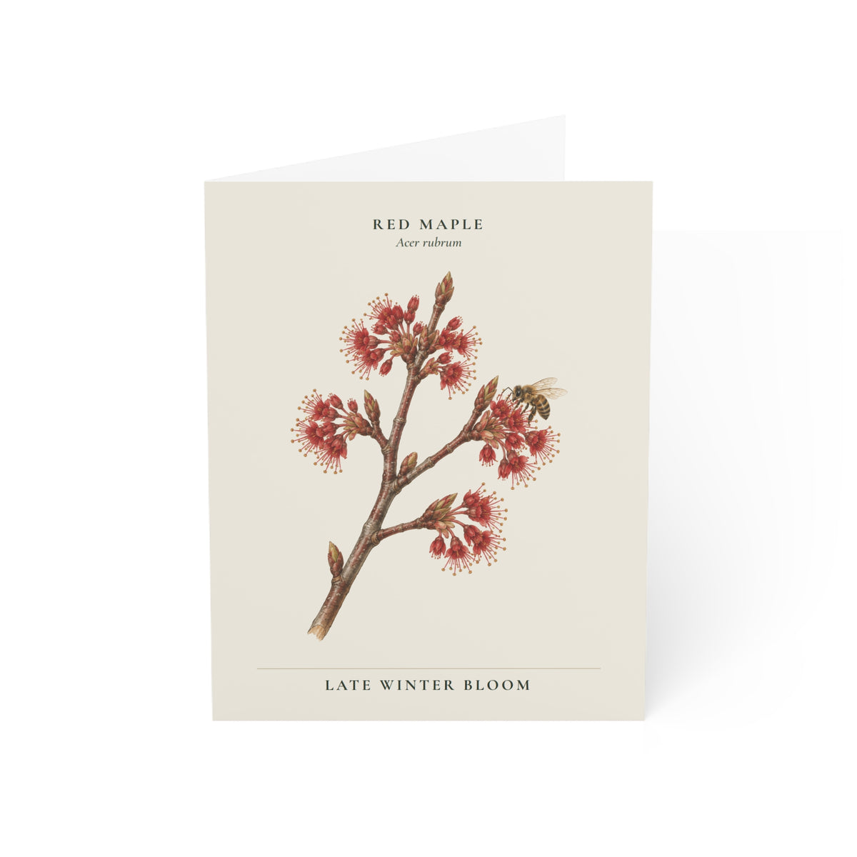 Red Maple Note Card
