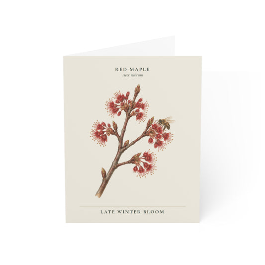 Red Maple Note Card