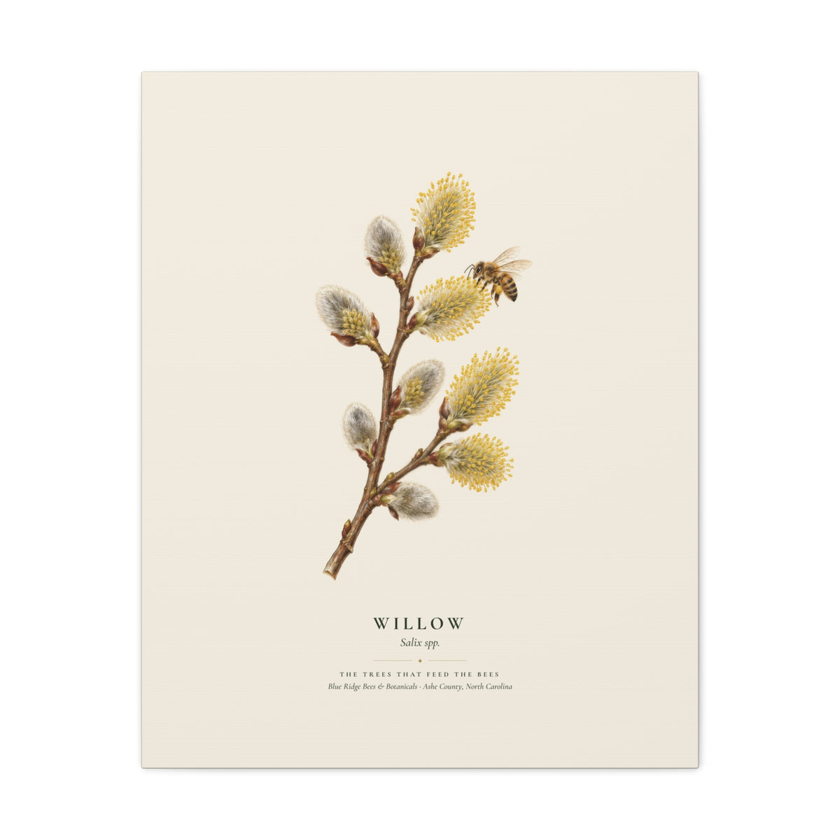 Willow Canvas Print