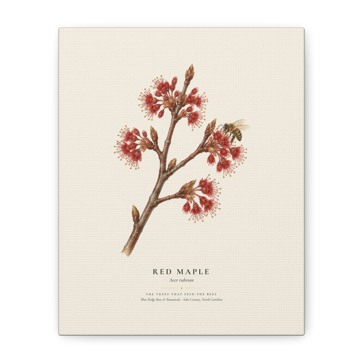Red Maple Canvas Print