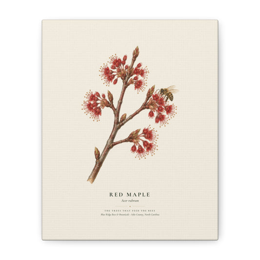 Red Maple Canvas Print