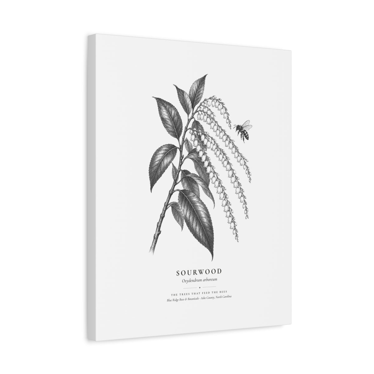 Sourwood Canvas Print (Black & White)