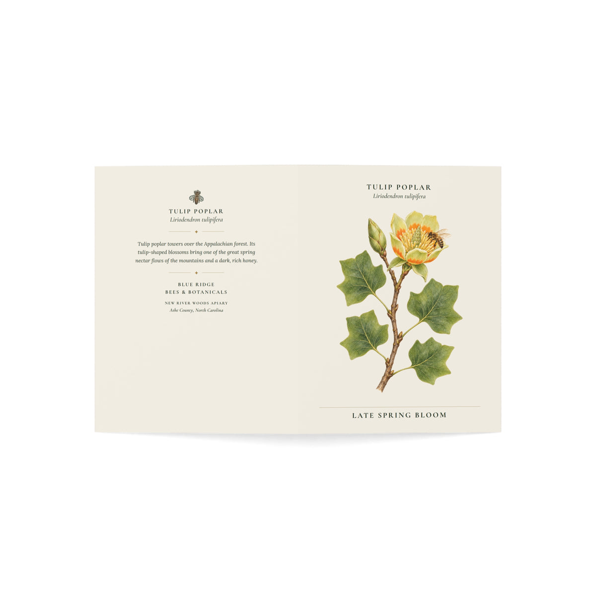 Tulip Poplar Note Card