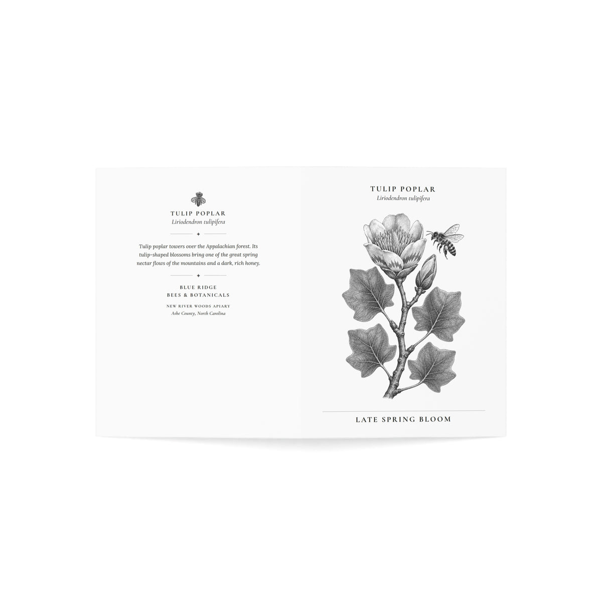 Tulip Poplar Note Card (Black & White)