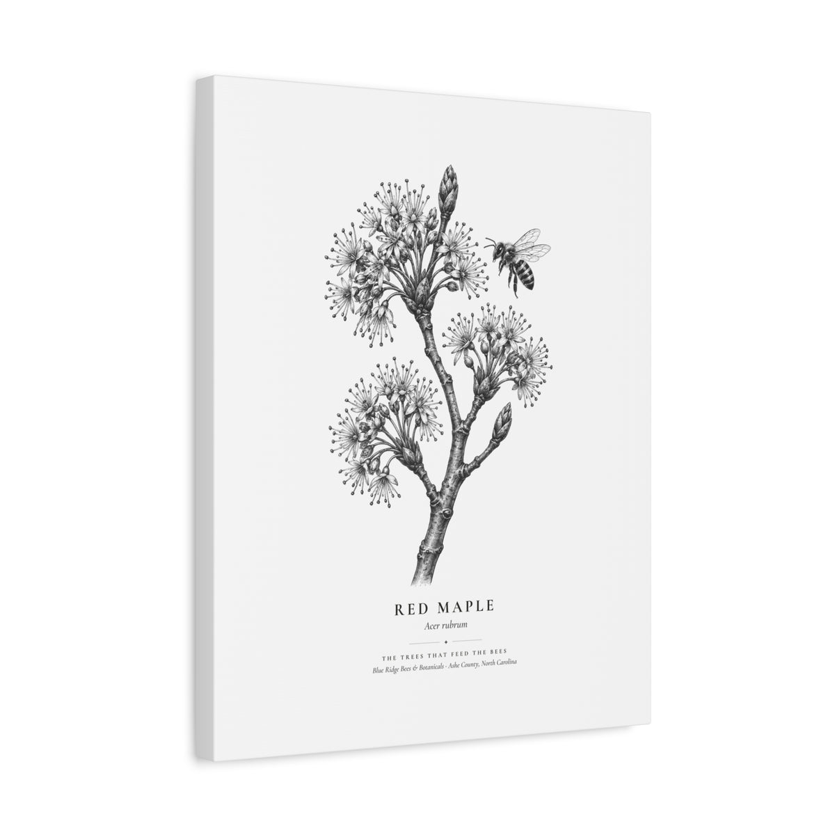 Red Maple Canvas Print (Black & White)