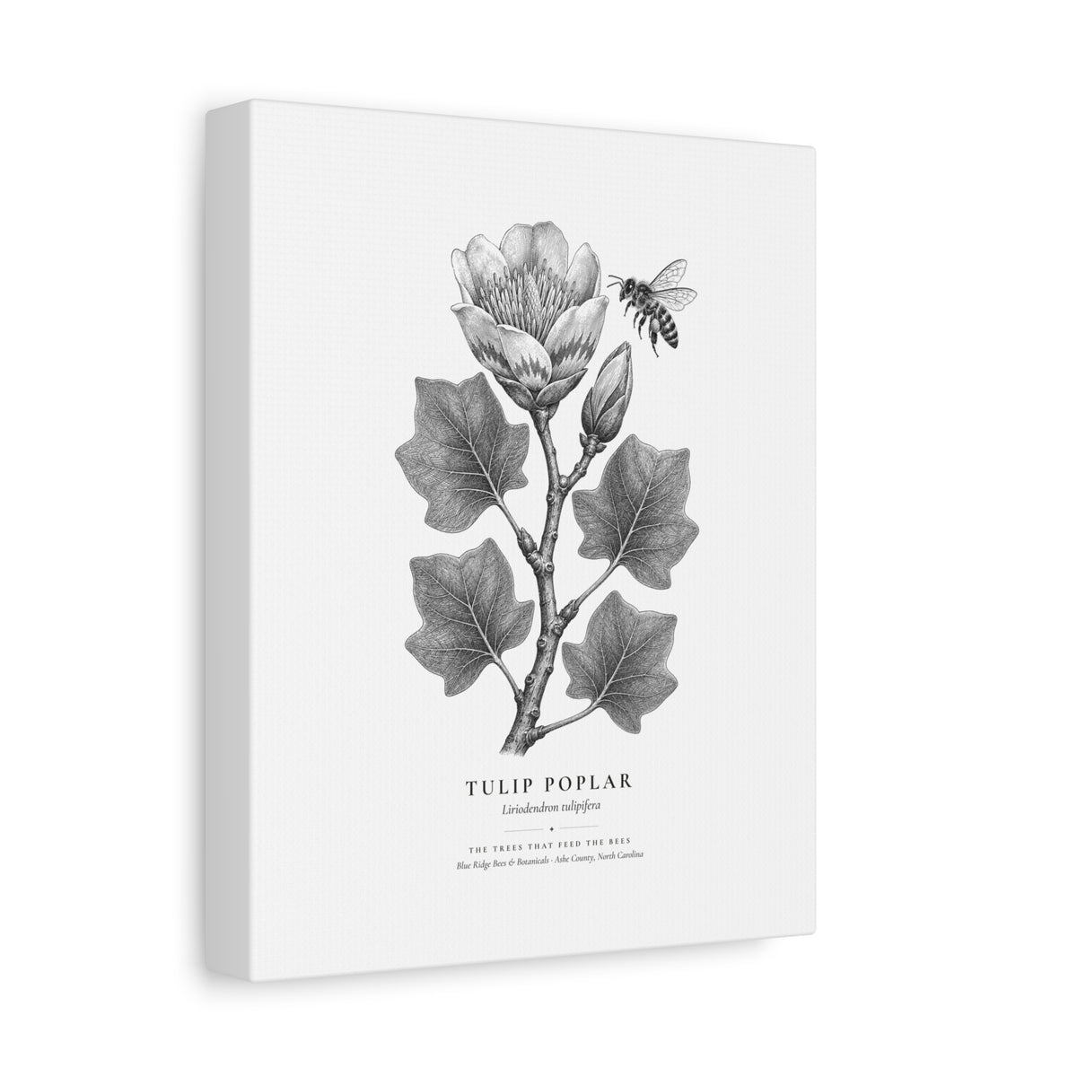 Tulip Poplar Canvas Print (Black & White)