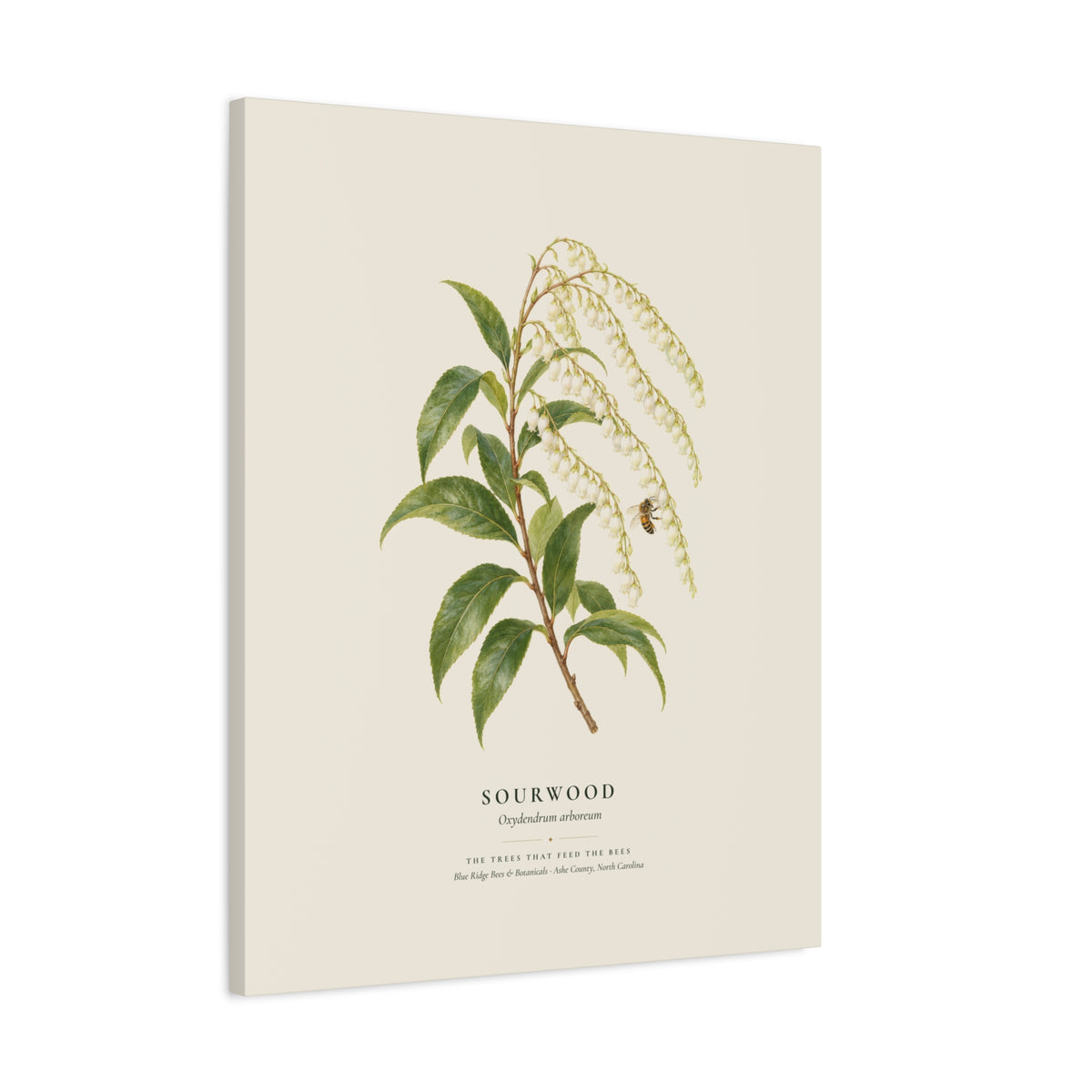 Sourwood Canvas Print