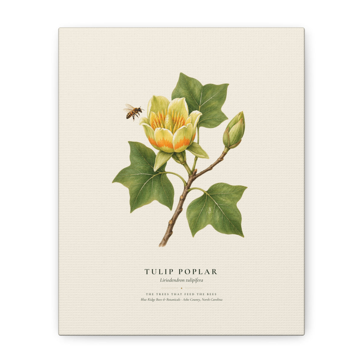Tulip Poplar Canvas Print