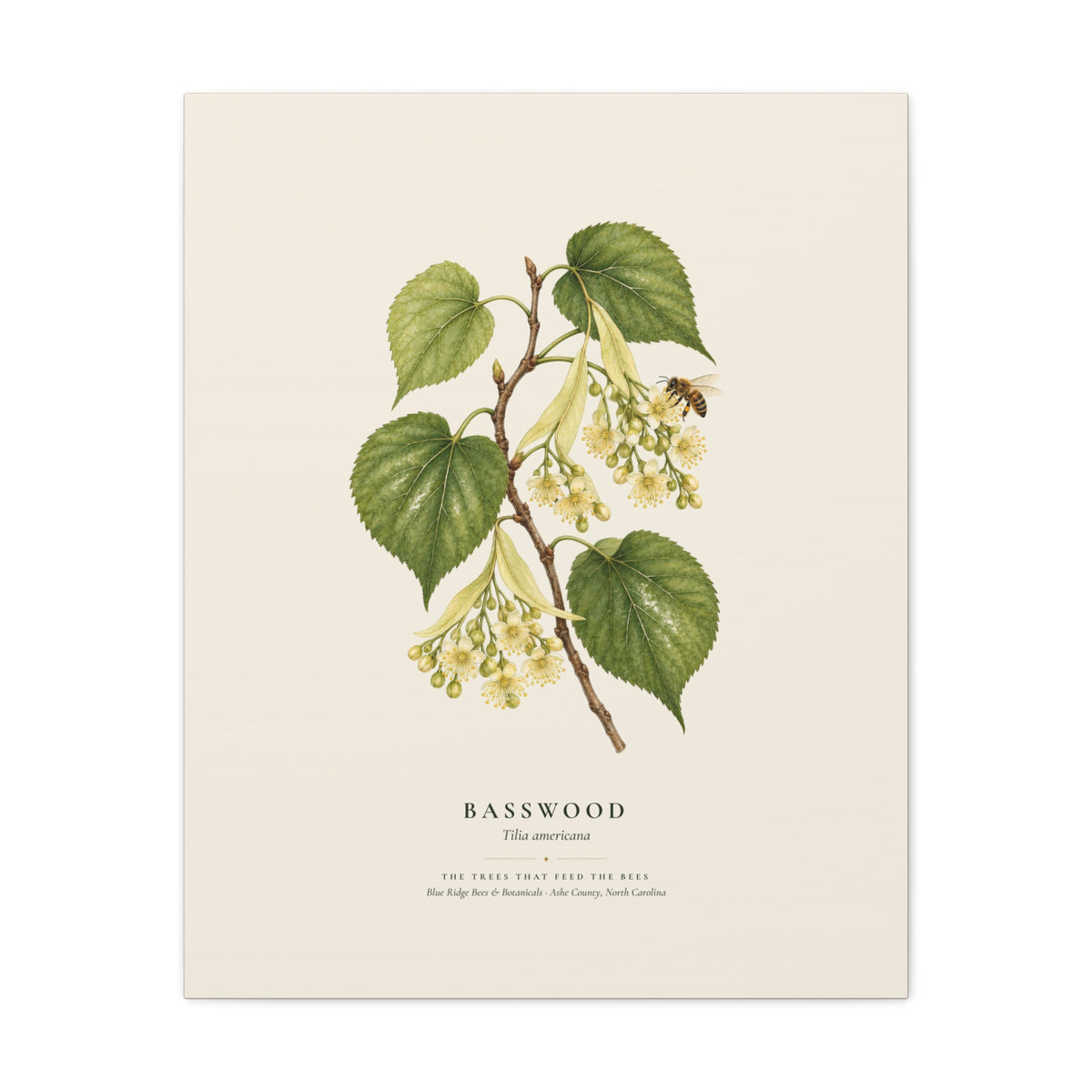 Basswood Canvas Print