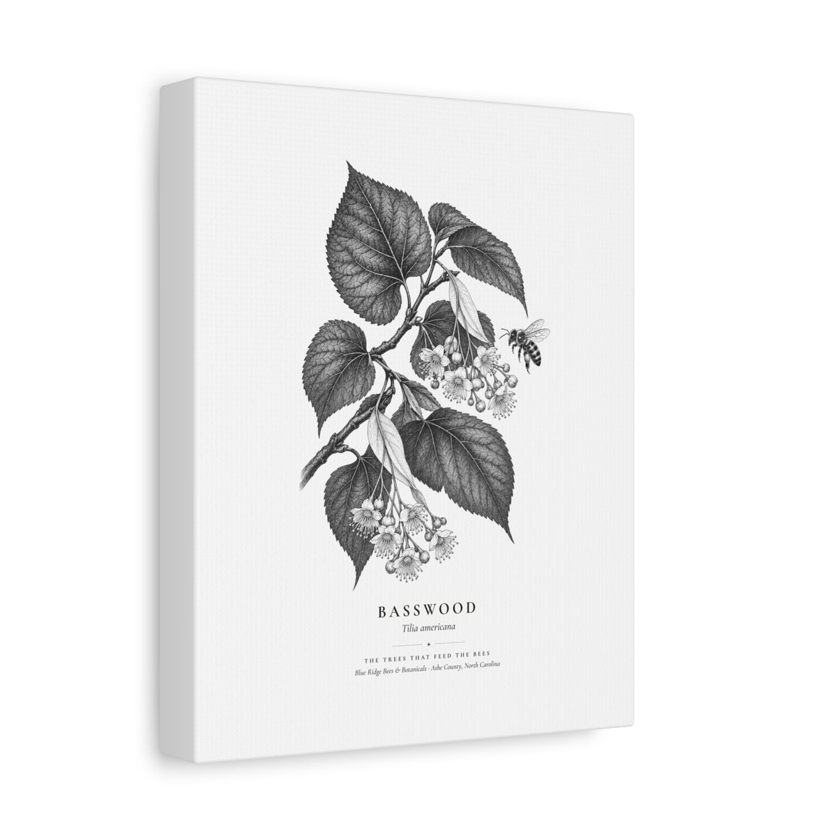 Basswood Canvas Print (Black & White)