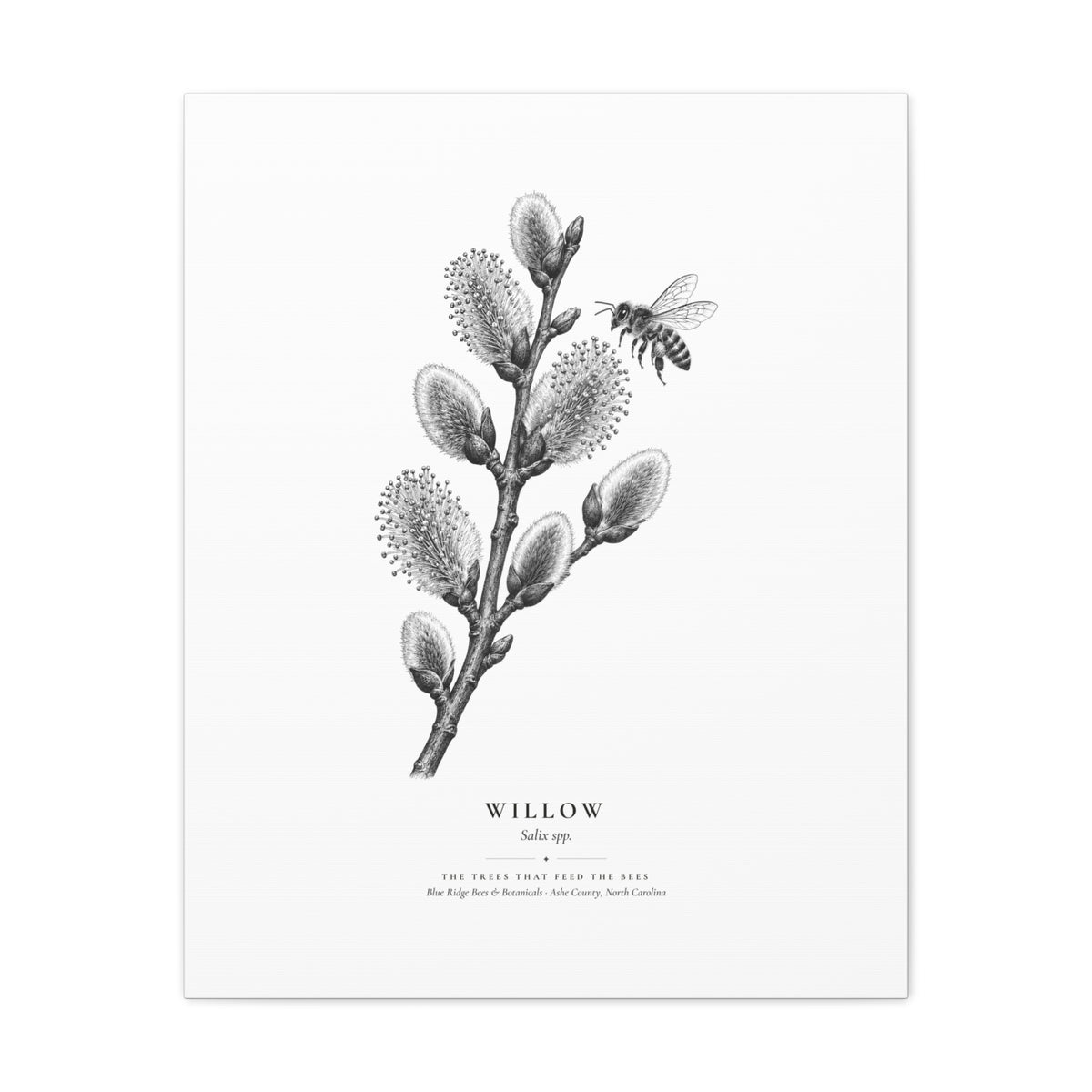 Willow Canvas Print (Black & White)
