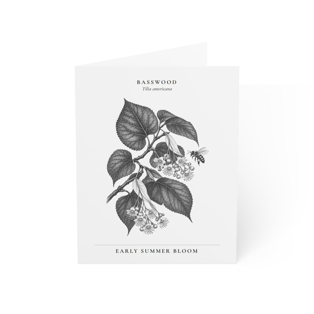 Basswood Note Card (Black & White)