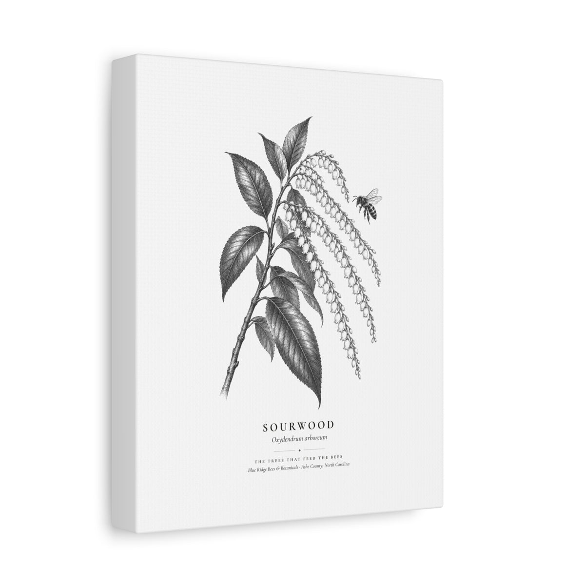 Sourwood Canvas Print (Black & White)