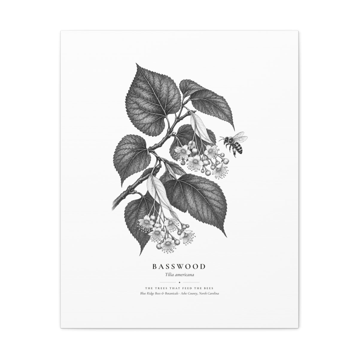 Basswood Canvas Print (Black & White)