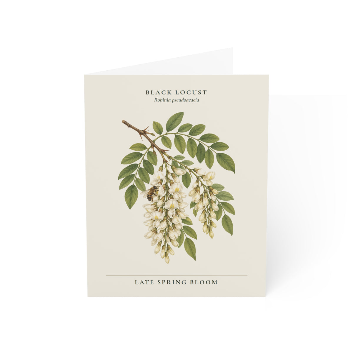 Black Locust Note Card