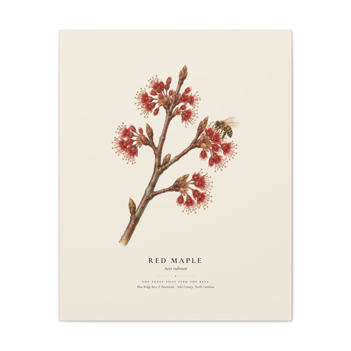 Red Maple Canvas Print