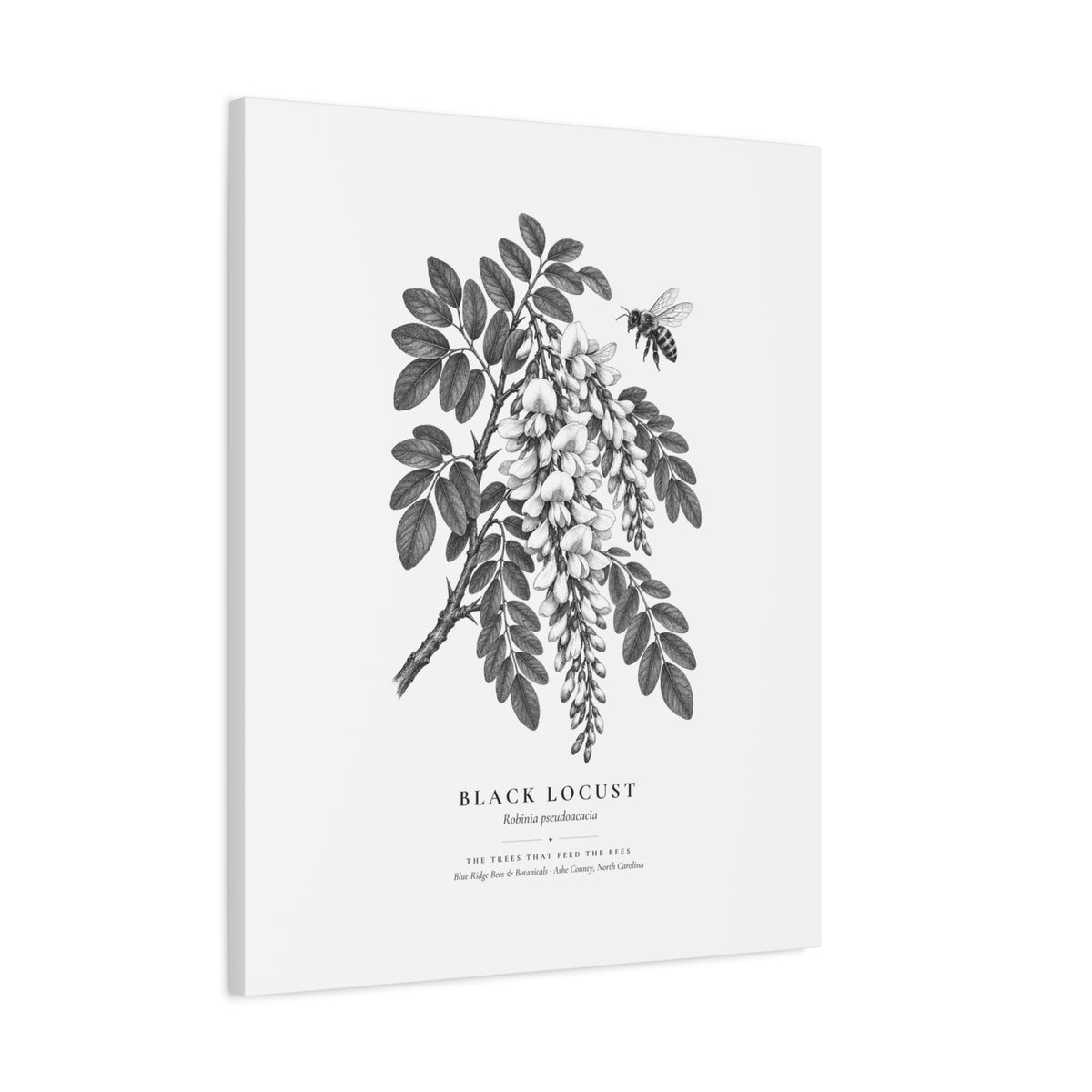 Black Locust Canvas Print (Black & White)