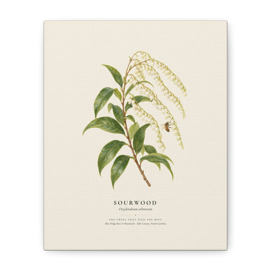 Sourwood Canvas Print