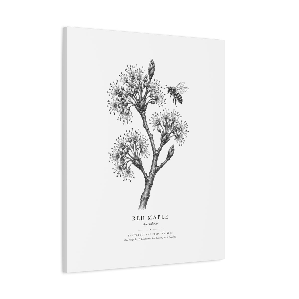 Red Maple Canvas Print (Black & White)