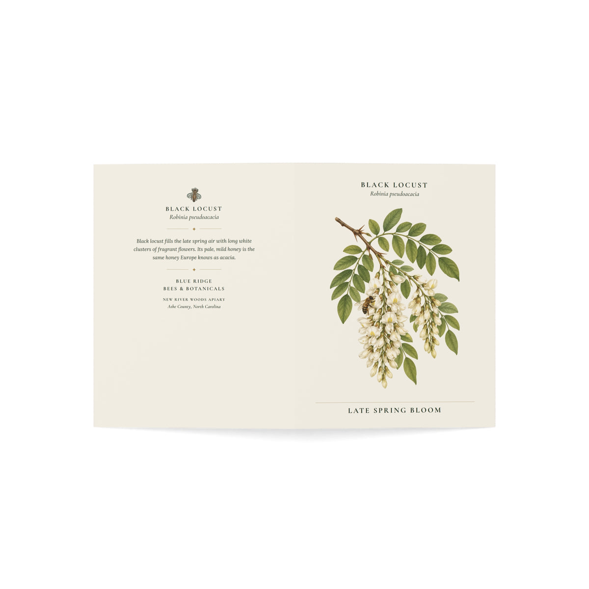 Black Locust Note Card