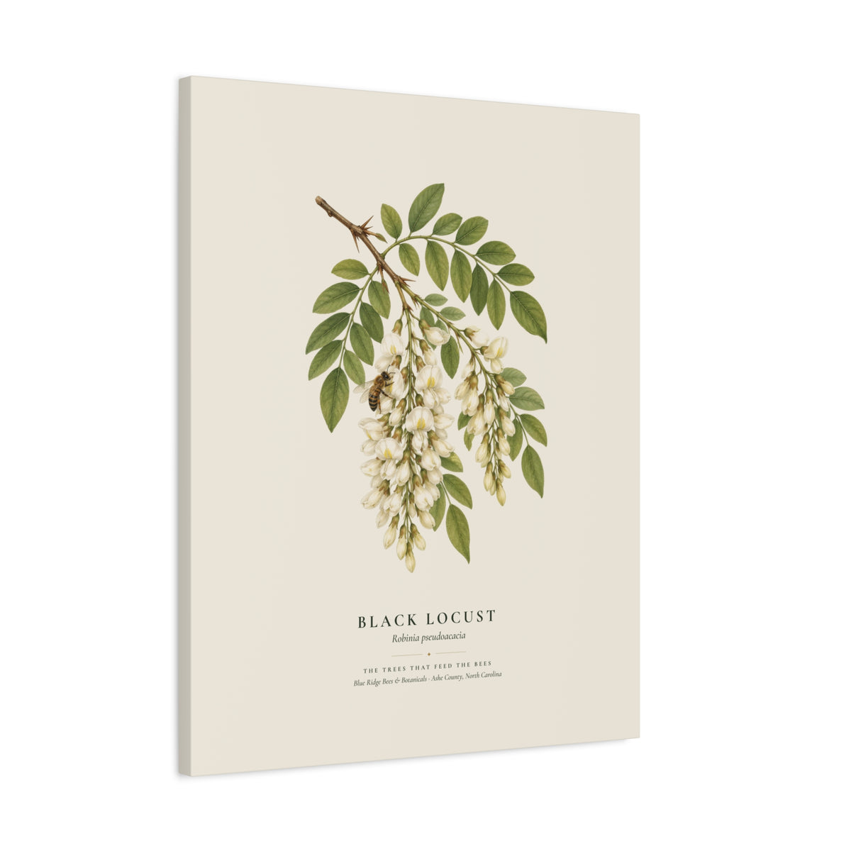Black Locust Canvas Print