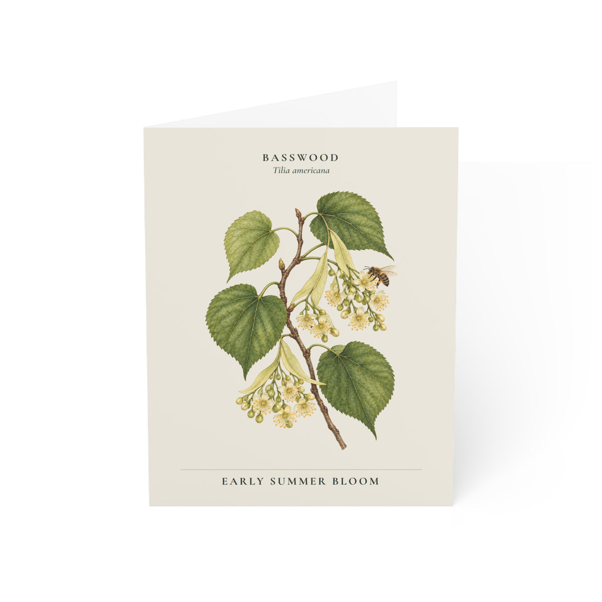 Basswood Note Card