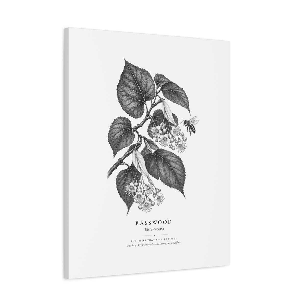 Basswood Canvas Print (Black & White)