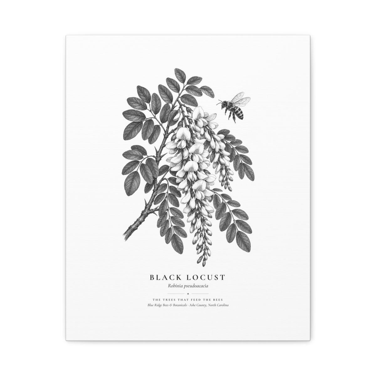 Black Locust Canvas Print (Black & White)