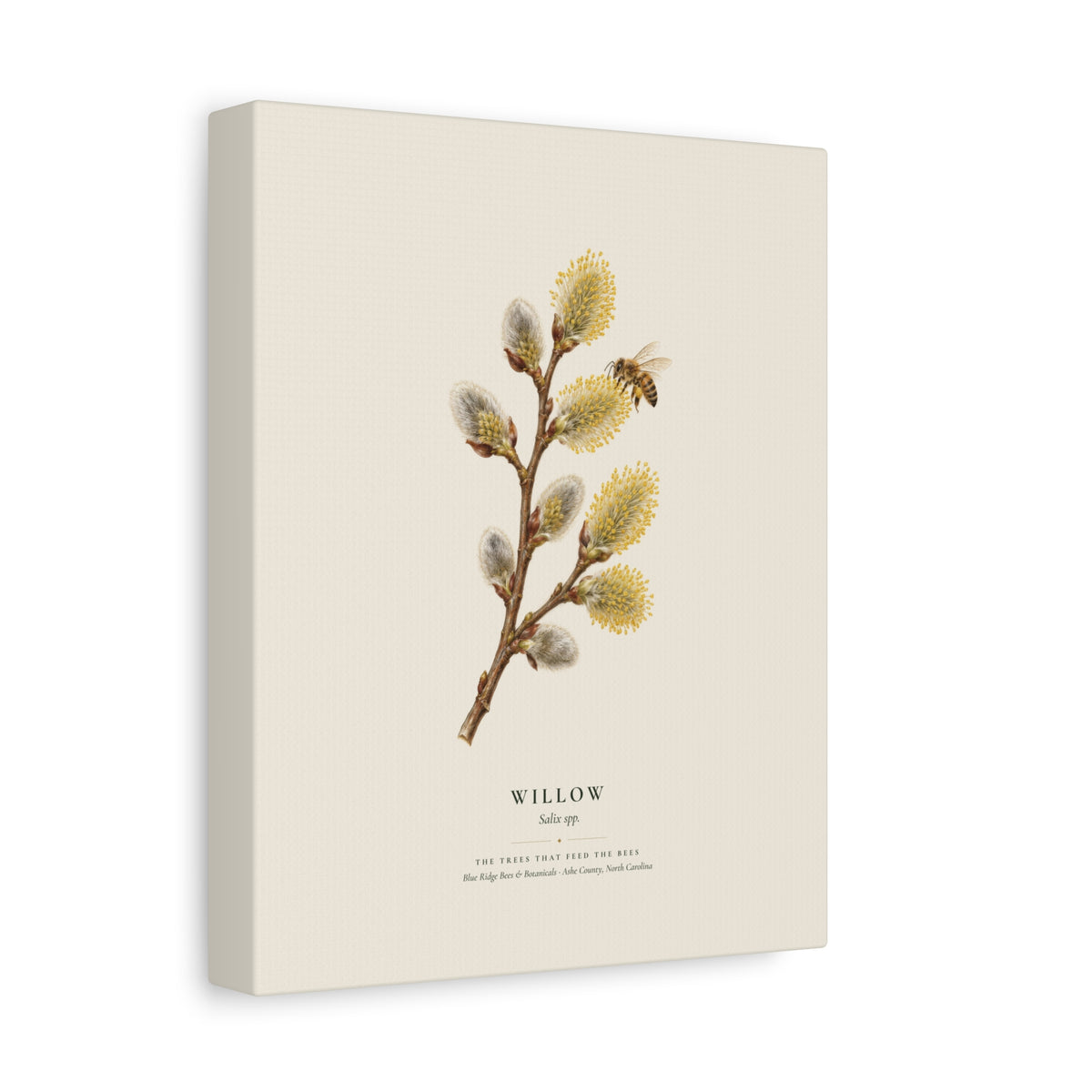 Willow Canvas Print