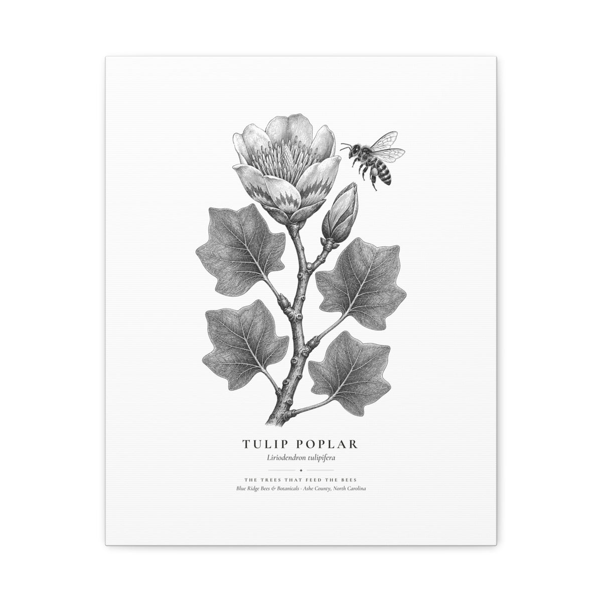 Tulip Poplar Canvas Print (Black & White)