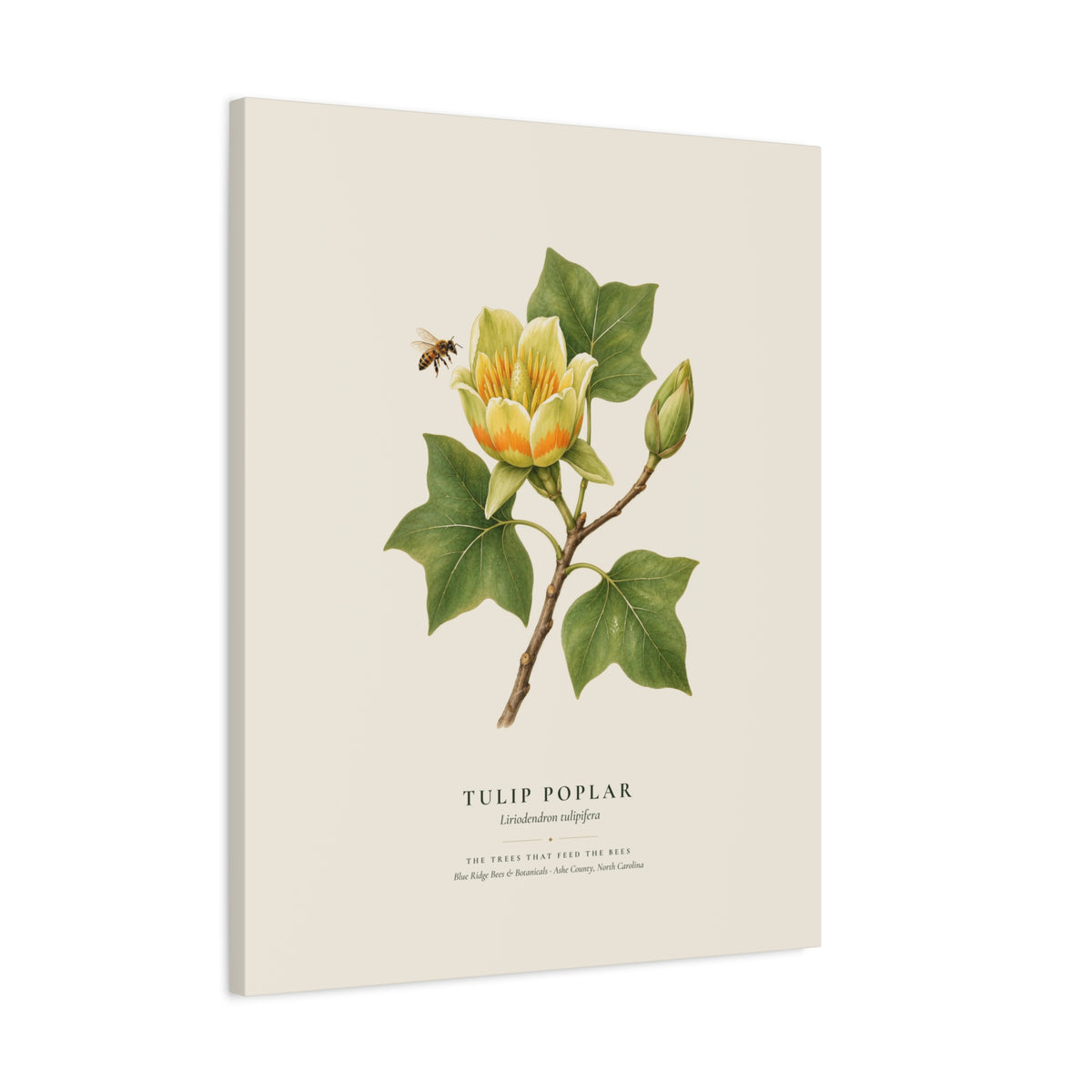 Tulip Poplar Canvas Print