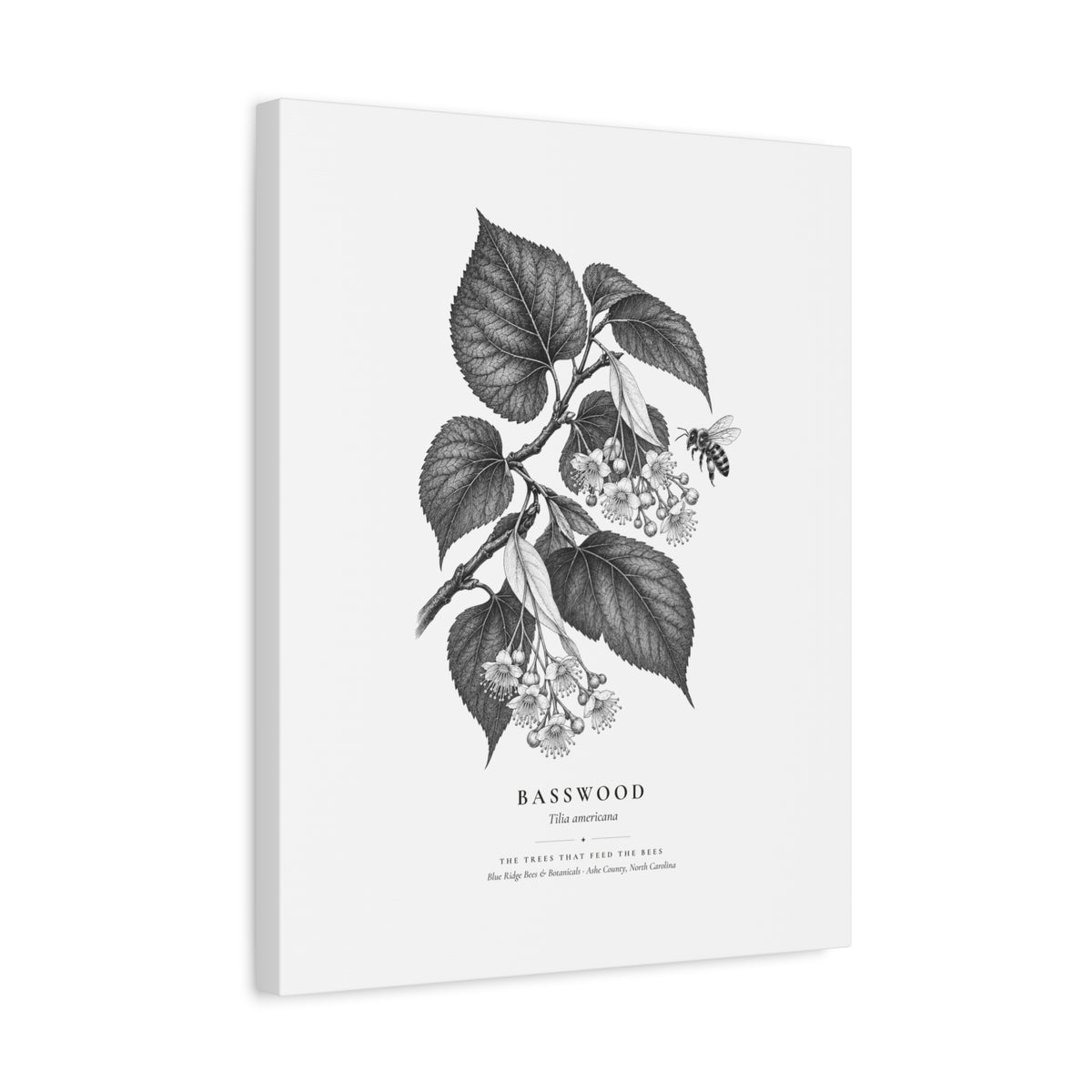 Basswood Canvas Print (Black & White)