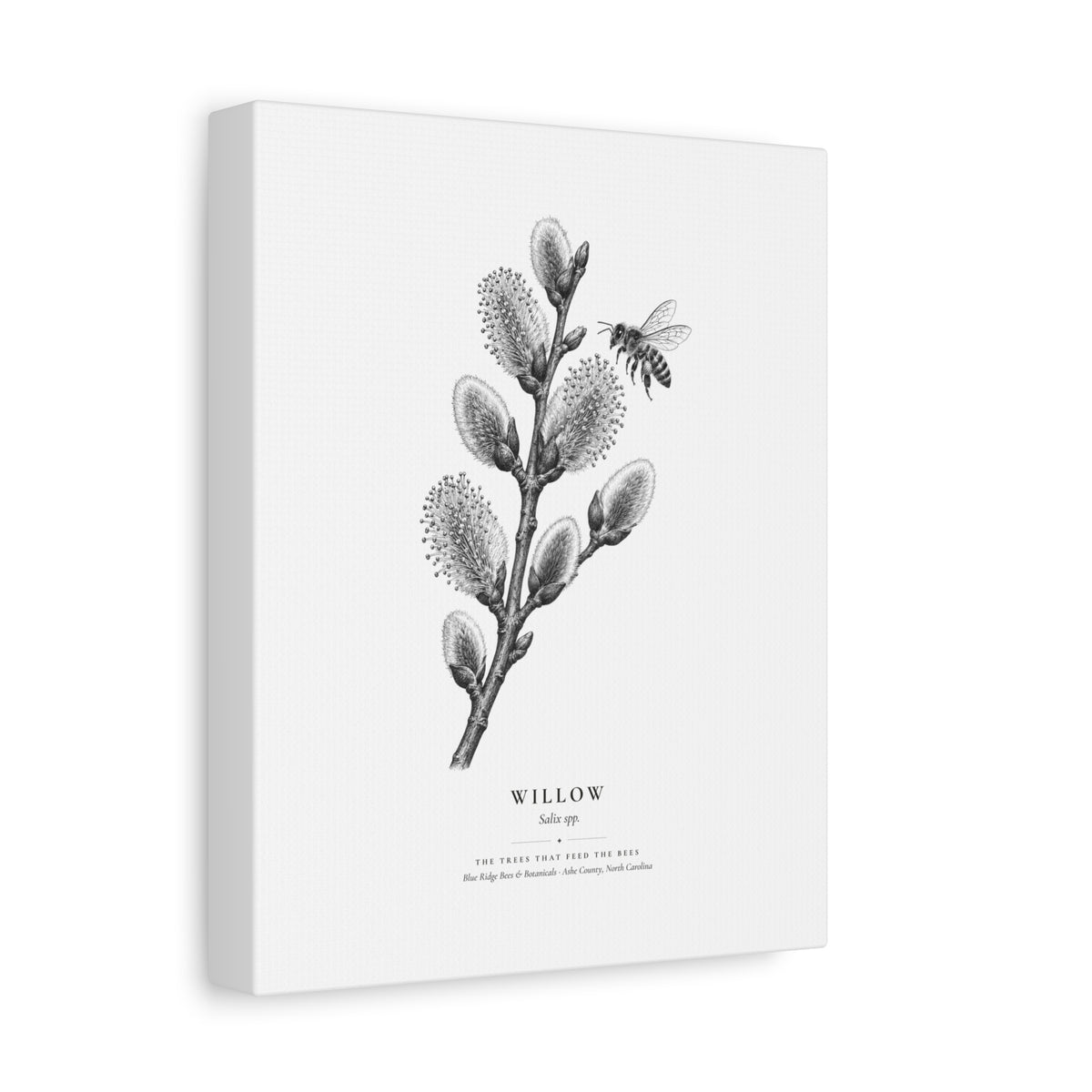 Willow Canvas Print (Black & White)