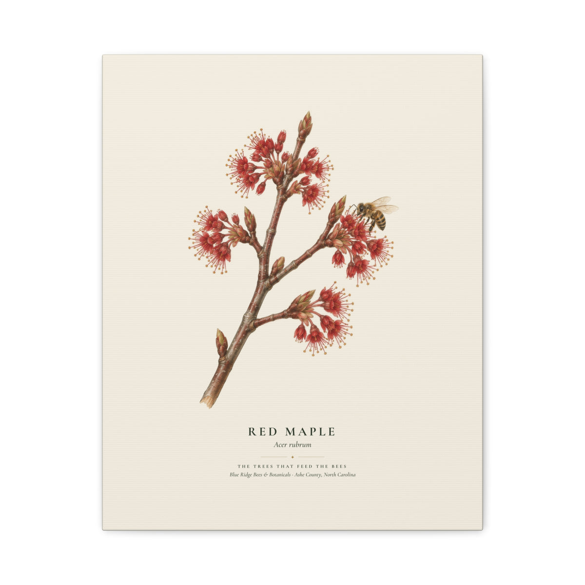Red Maple Canvas Print