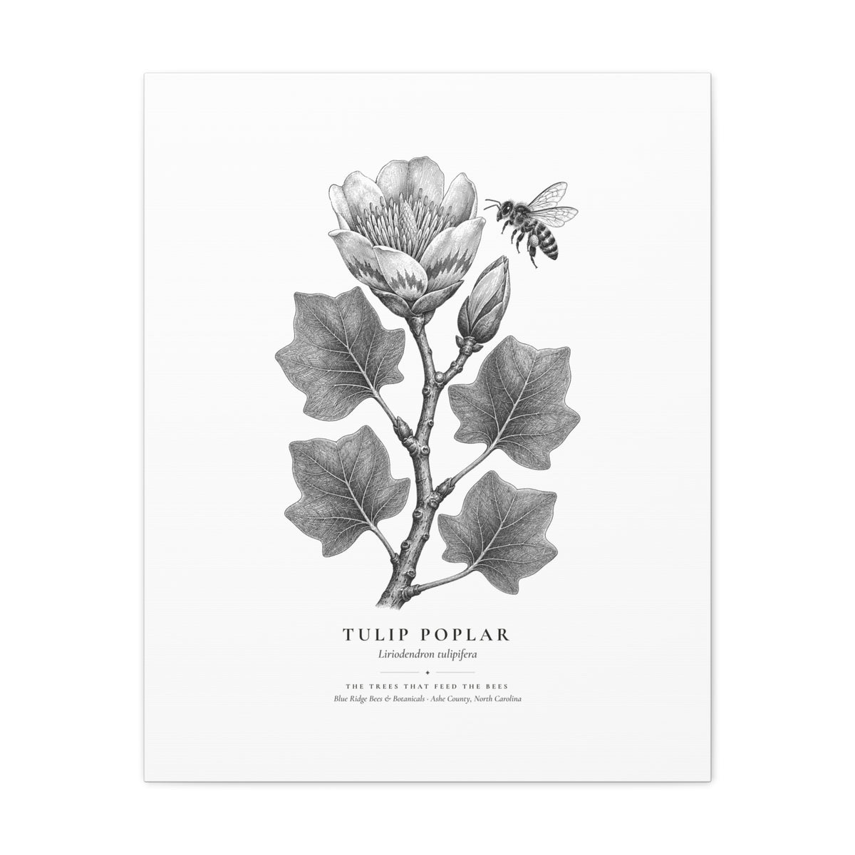 Tulip Poplar Canvas Print (Black & White)