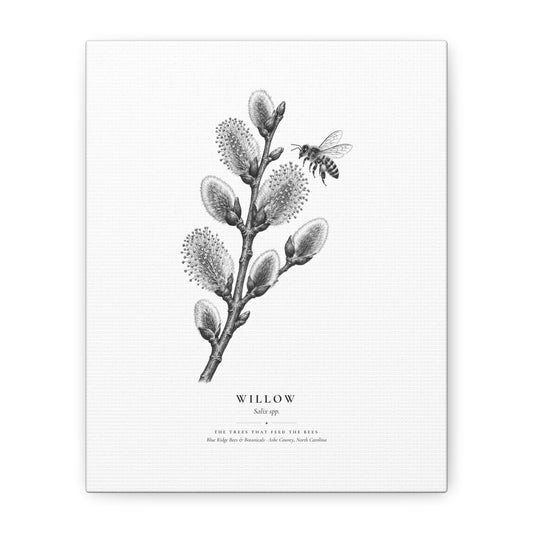 Willow Canvas Print (Black & White)